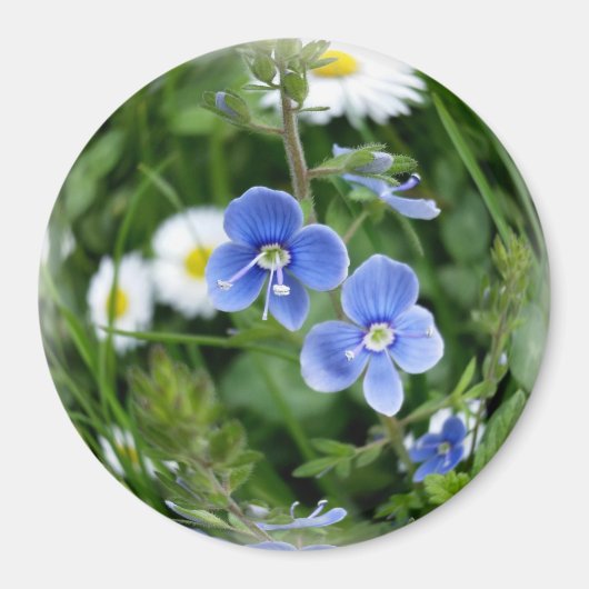 kleine blauwe bloemen magneet (Voorkant)