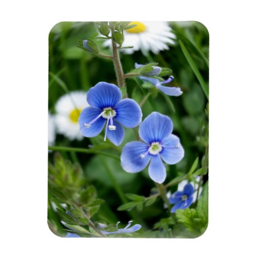 kleine blauwe bloemen magneet (Verticaal)
