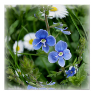 kleine blauwe bloemen perfect poster