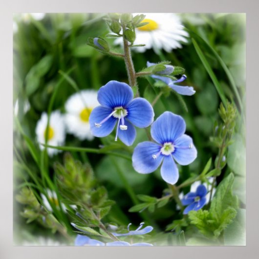 kleine blauwe bloemen poster (Voorkant)