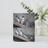 Kleine blauwe pinguïns briefkaart (Staand voorkant)