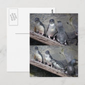 Kleine blauwe pinguïns briefkaart (Voorkant / Achterkant)