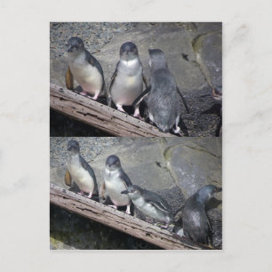 Kleine blauwe pinguïns briefkaart