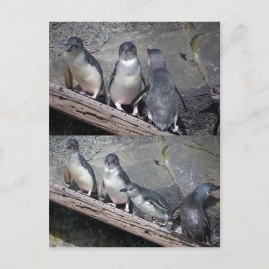 Kleine blauwe pinguïns briefkaart (Voorkant)