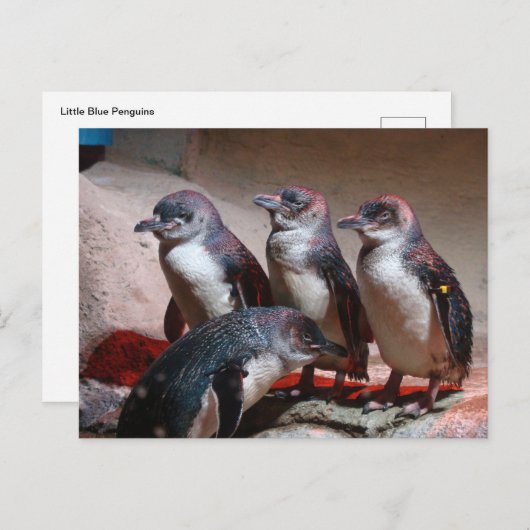 Kleine blauwe pinguïns briefkaart (Voorkant / Achterkant)