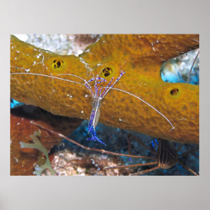 Kleine blauwe schonere garnaal poster