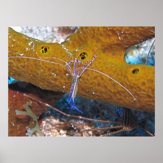 Kleine blauwe schonere garnaal poster (Voorkant)