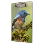 Kleine blauwe vogel klembord (Links)