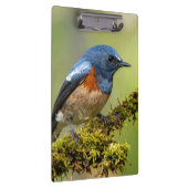 Kleine blauwe vogel klembord (Rechts)