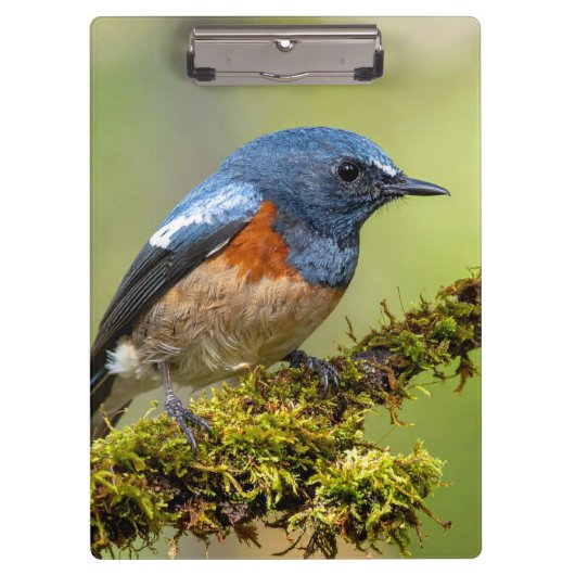 Kleine blauwe vogel klembord (Voorkant)