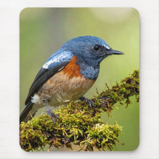 Kleine blauwe vogel muismat (Voorkant)