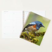 Kleine blauwe vogel planner (Display)