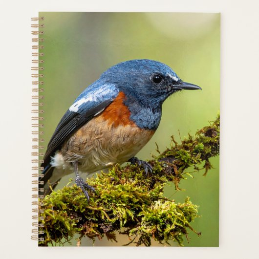 Kleine blauwe vogel planner (Voorkant)