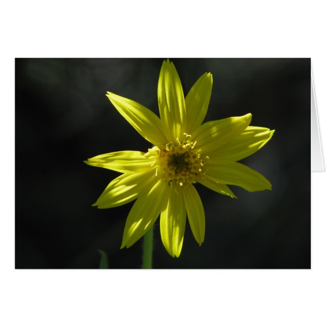 kleine bloem (Voorkant Horizontaal)