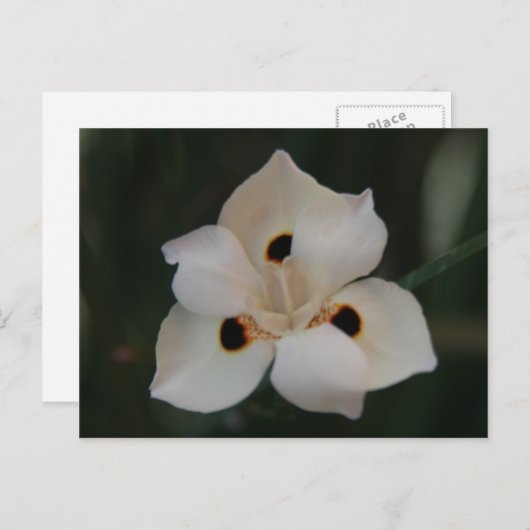 kleine bloem briefkaart (Voorkant / Achterkant)