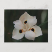 kleine bloem briefkaart (Voorkant)