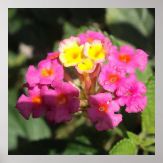 Kleine Bloemen Poster (Voorkant)