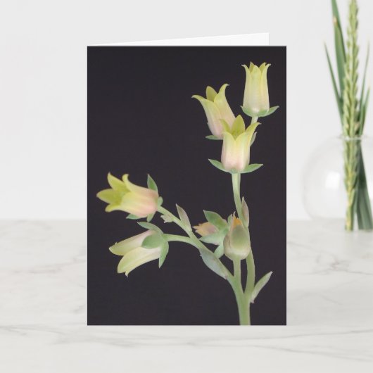 Kleine bloesems tijdens de vastentijd kaart (Voorkant)