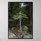 Kleine boom poster (Voorkant)