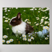 Kleine bruine en witte Bunny in bloemen Poster (Voorkant)