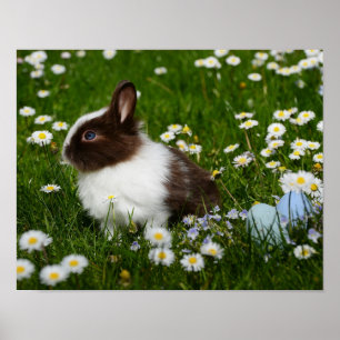 Kleine bruine en witte Bunny in bloemen Poster