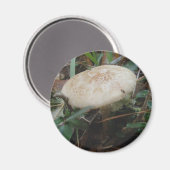 Kleine bruine paddenstoelen OBX Magnet (Voorkant / Achterkant)