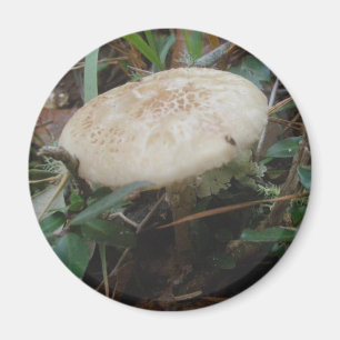 Kleine bruine paddenstoelen OBX Magnet