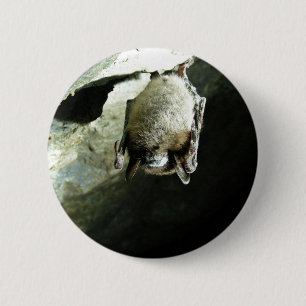 Kleine bruine vleermuis aangetast door het White-n Ronde Button 5,7 Cm