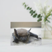 Kleine bruine vleermuis (Myotis lucifugus) Briefkaart (Staand voorkant)