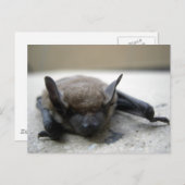 Kleine bruine vleermuis (Myotis lucifugus) Briefkaart (Voorkant / Achterkant)