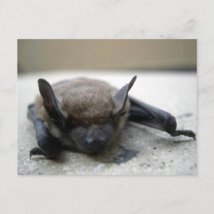 Kleine bruine vleermuis (Myotis lucifugus) Briefkaart