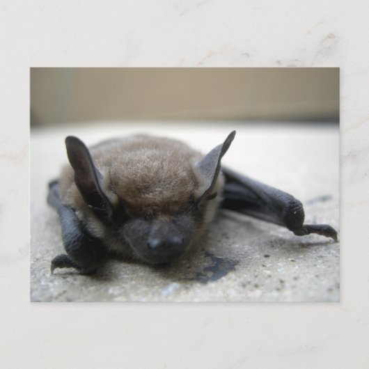 Kleine bruine vleermuis (Myotis lucifugus) Briefkaart (Voorkant)