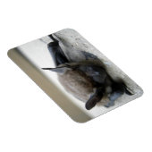 Kleine bruine vleermuis (Myotis lucifugus) Magneet (Rechterzijde)