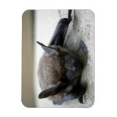 Kleine bruine vleermuis (Myotis lucifugus) Magneet (Verticaal)