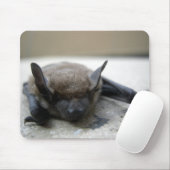 Kleine bruine vleermuis (Myotis lucifugus) Muismat (Met muis)