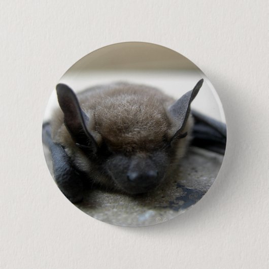 Kleine bruine vleermuis (Myotis lucifugus) Ronde Button 5,7 Cm (Voorkant)