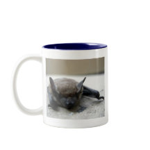 Kleine bruine vleermuis (Myotis lucifugus)