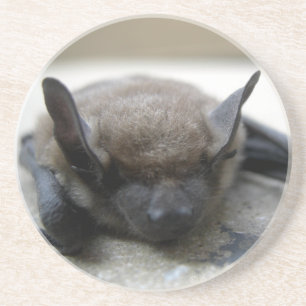Kleine bruine vleermuis (Myotis lucifugus) Zandsteen Onderzetter