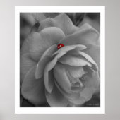 Kleine bug op een ventilator poster (Voorkant)