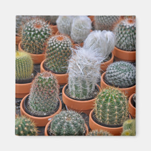 Kleine cactus-planten magneet