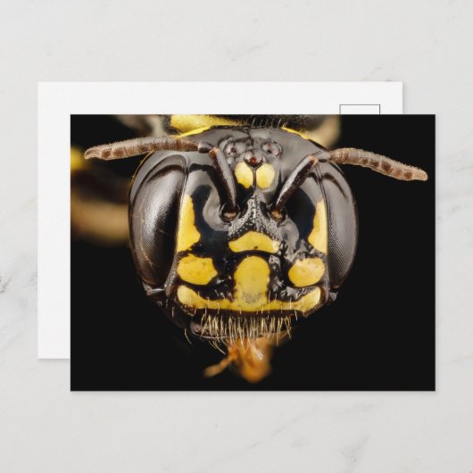 Kleine Carpenter Bee Close-up Briefkaart (Voorkant / Achterkant)