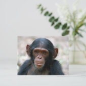 Kleine Chimp Briefkaart (Staand voorkant)