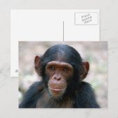 Kleine Chimp Briefkaart (Voorkant / Achterkant)