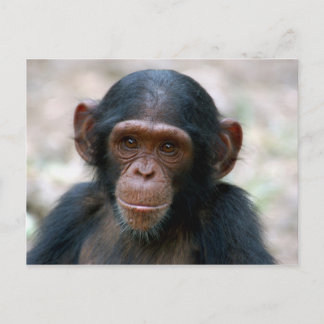 Kleine Chimp Briefkaart