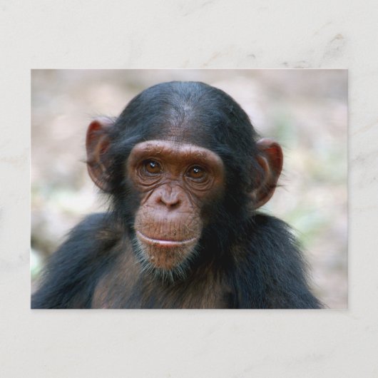 Kleine Chimp Briefkaart (Voorkant)