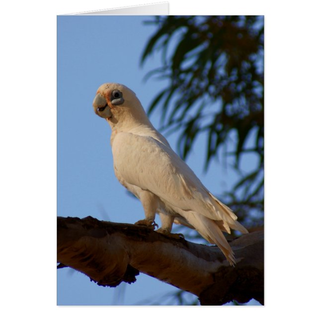 kleine Corella (Voorkant)