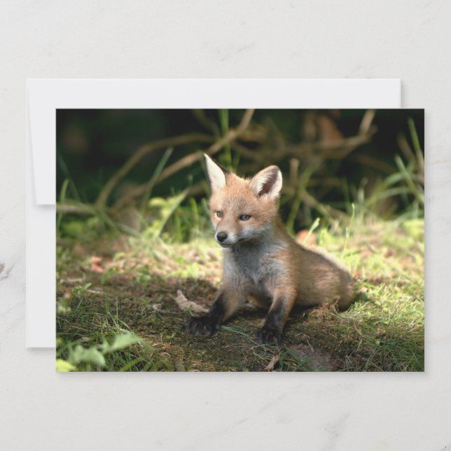 Kleine Cub Red Fox (Voorkant)