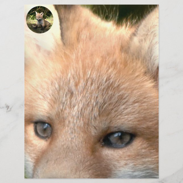 Kleine Cub Red Fox (Voorkant)