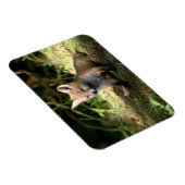 Kleine Cub Red Fox Magneet (Rechterzijde)