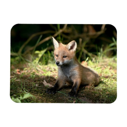 Kleine Cub Red Fox Magneet (Horizontaal)